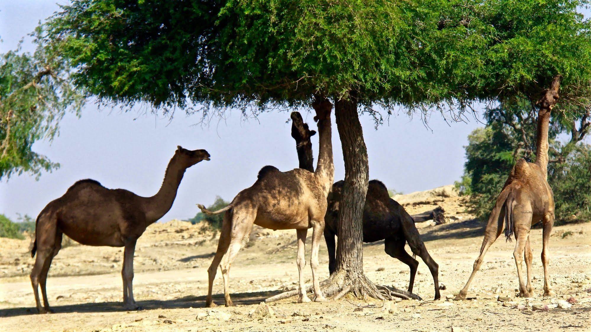 Damodra Desert Camp Jaisalmer Exterior foto